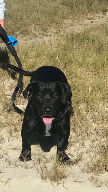 dachshund cross staffy